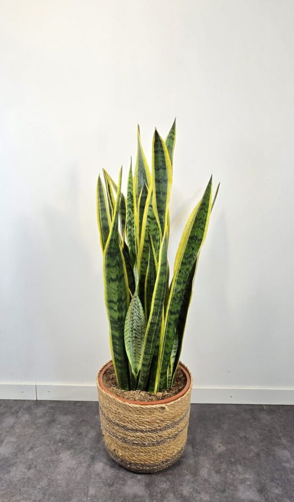 Sansevieria Laurentii M27