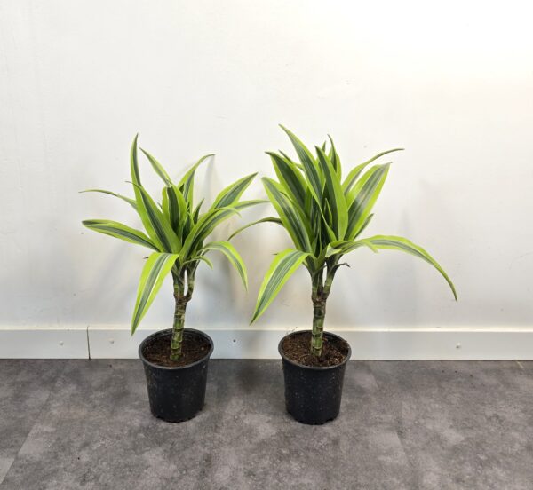 Lemon lime 15 cm - Caja 10 unidades - Imagen 2