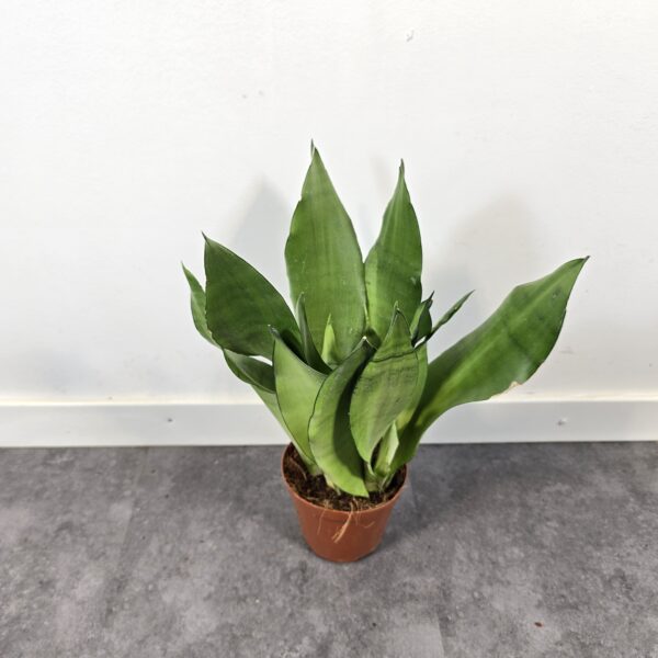 Sansevieria Moonshine M12 - Caja 6 unidades - Imagen 3