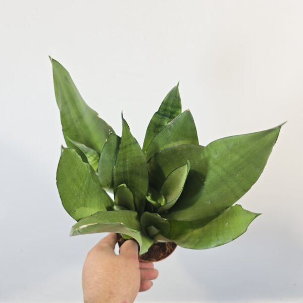 Sansevieria Moonshine M12 - Caja 6 unidades - Imagen 4