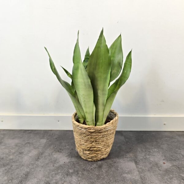Sansevieria Moonshine M12 - Caja 6 unidades - Imagen 5