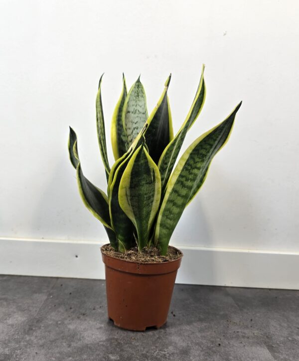 Sansevieria superba M14 - Caja 8 unidades
