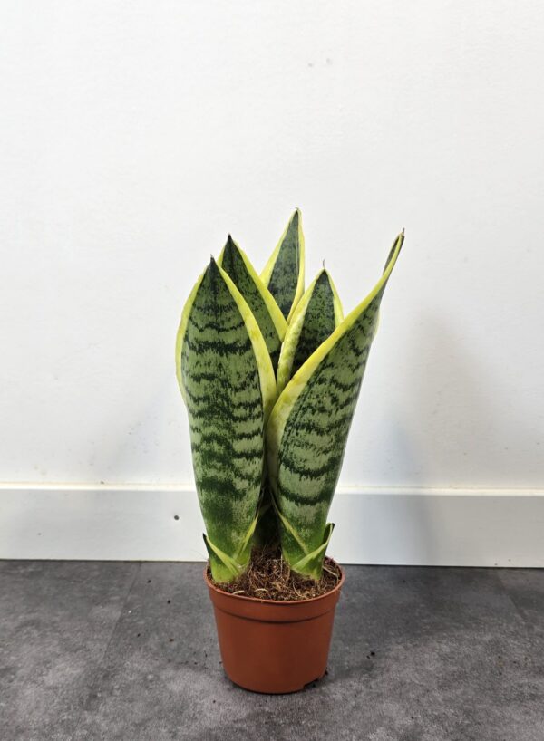 Sansevieria superba M9 - Caja 15 unidades