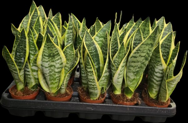 Sansevieria superba M9 - Caja 15 unidades - Imagen 2