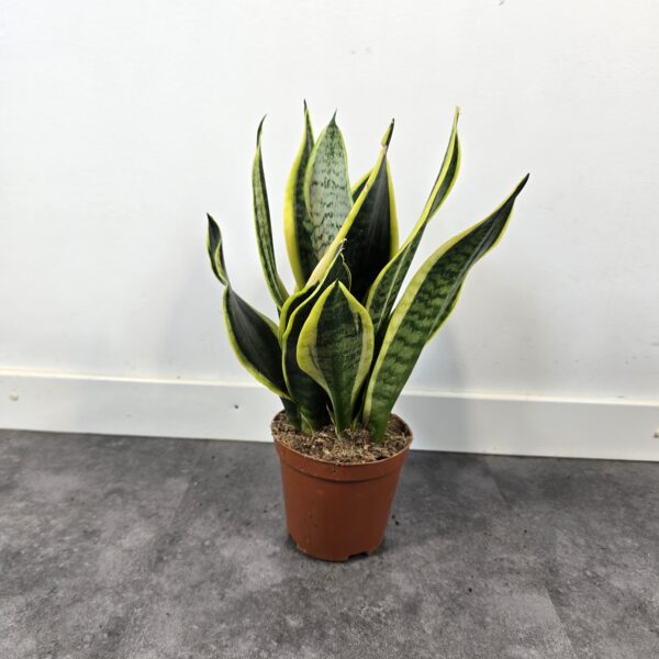 Sansevieria superba M12 - Caja 10 unidades