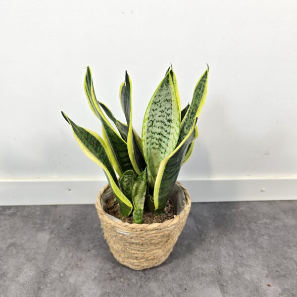 Sansevieria superba M12 - Caja 10 unidades - Imagen 5