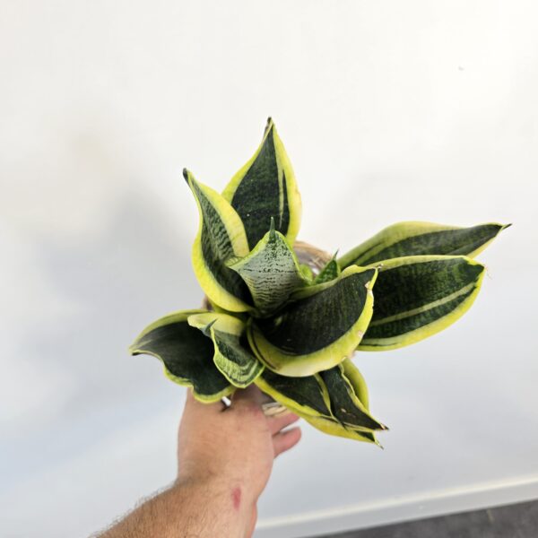 Sansevieria superba M12 - Caja 10 unidades - Imagen 3