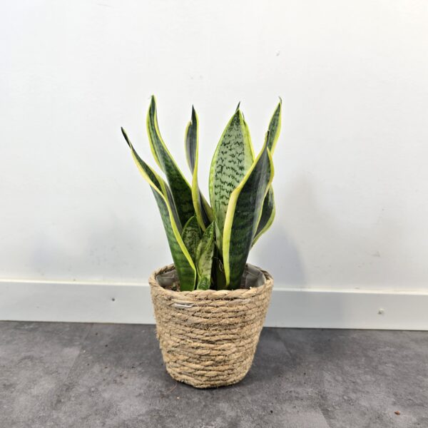 Sansevieria superba M12 - Caja 10 unidades - Imagen 4