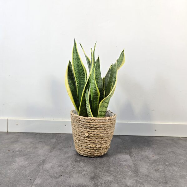 Sansevieria superba M14 - Caja 8 unidades - Imagen 4