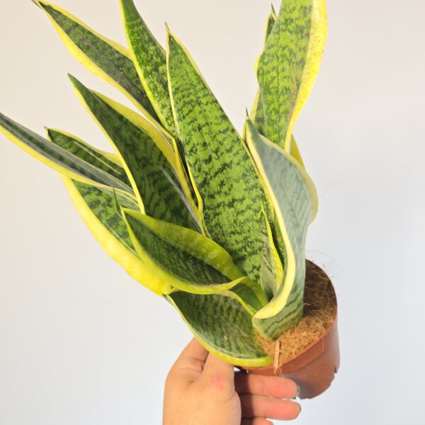 Sansevieria superba M14 - Caja 8 unidades - Imagen 3