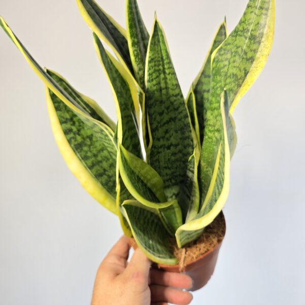 Sansevieria superba M14 - Caja 8 unidades - Imagen 2