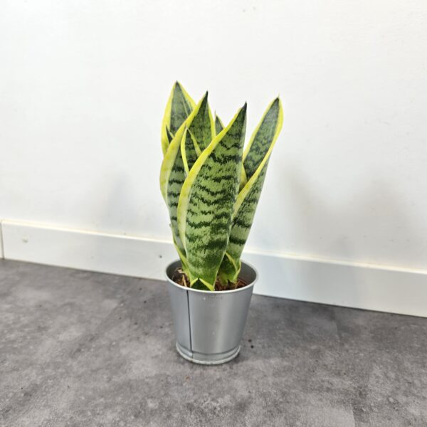 Sansevieria superba M9 - Caja 15 unidades - Imagen 5