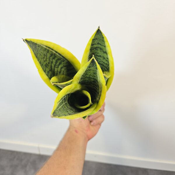 Sansevieria superba M9 - Caja 15 unidades - Imagen 3