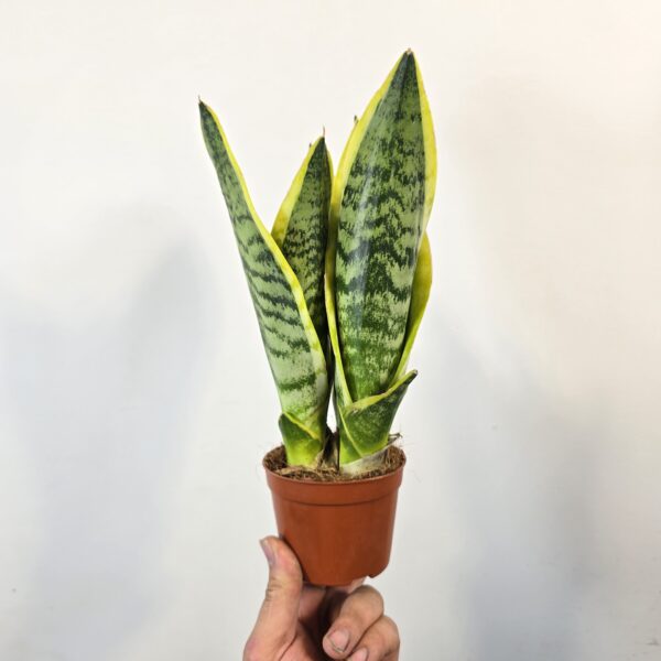 Sansevieria superba M9 - Caja 15 unidades - Imagen 4