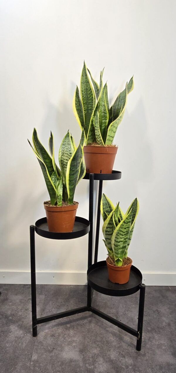 Sansevieria superba M12 - Caja 10 unidades - Imagen 6