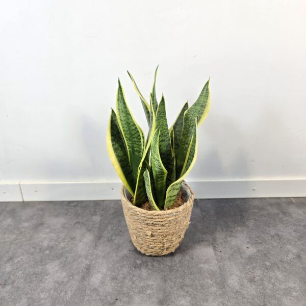 Sansevieria superba M14 - Caja 8 unidades - Imagen 5