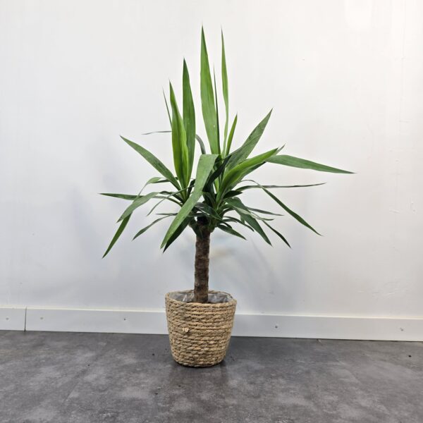 Yucca 30 cm - Caja 10 unidades - Imatge 4