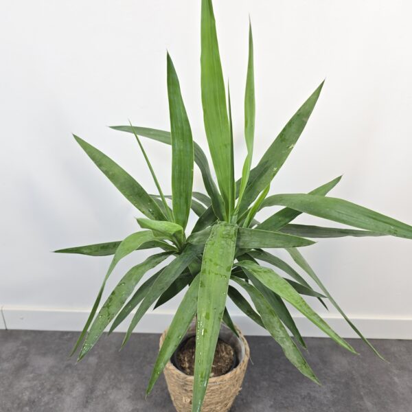 Yucca 30 cm - Caja 10 unidades - Imatge 3