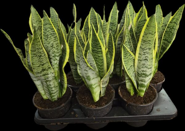 Sansevieria Laurentii M15 - Caja de 6 unidades - Imagen 2