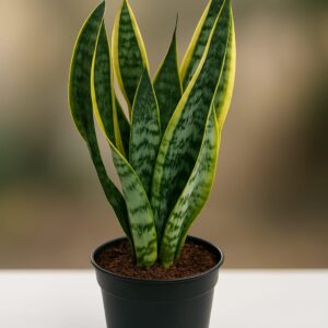 Sansevieria Laurentii M15 - Caja de 6 unidades