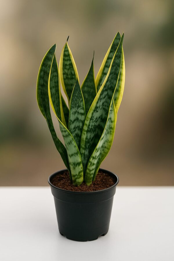 Sansevieria Laurentii M15 - Caja de 6 unidades