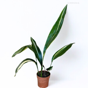 Aspidistra Variegata M14