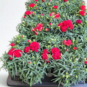 Clavellines M13 - Caja de 10 unidades