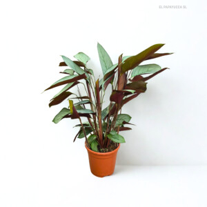 Ctenanthe Setosa M17