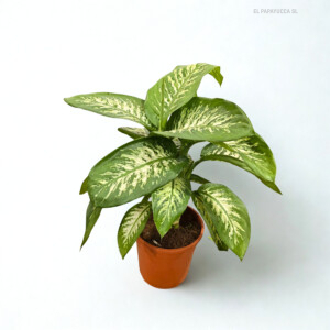 Dieffenbachia M23