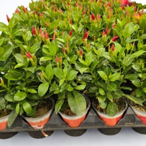 Dipladenia M10,5 (Roja y Rosa)