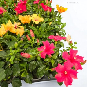 Hibuscus - Rosa sinensis M15