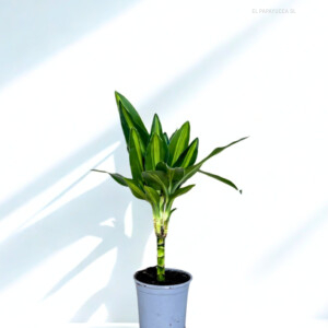 Silindo 15 cm - Caja de 10 unidades
