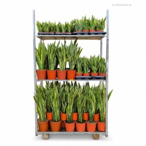 Carry Sansevieria Mix
