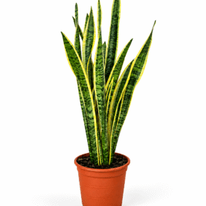 Sansevieria Laurentii M21 XL