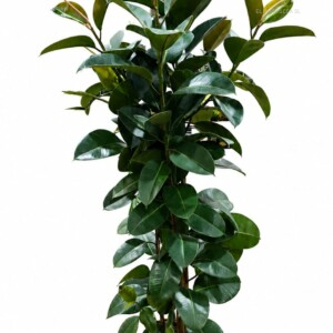 Ficus Elastica M30