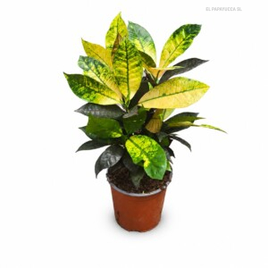 Croton Iceton M17 (Planta madre)