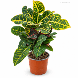 Croton Petra M17